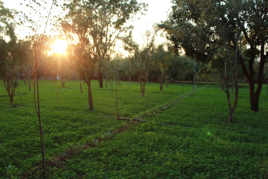 Women harvesting at dawn on the farm