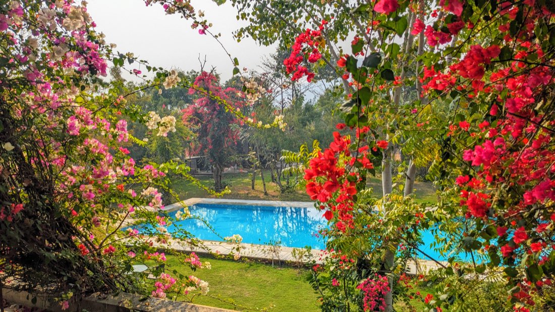 Pool through bougainvillea