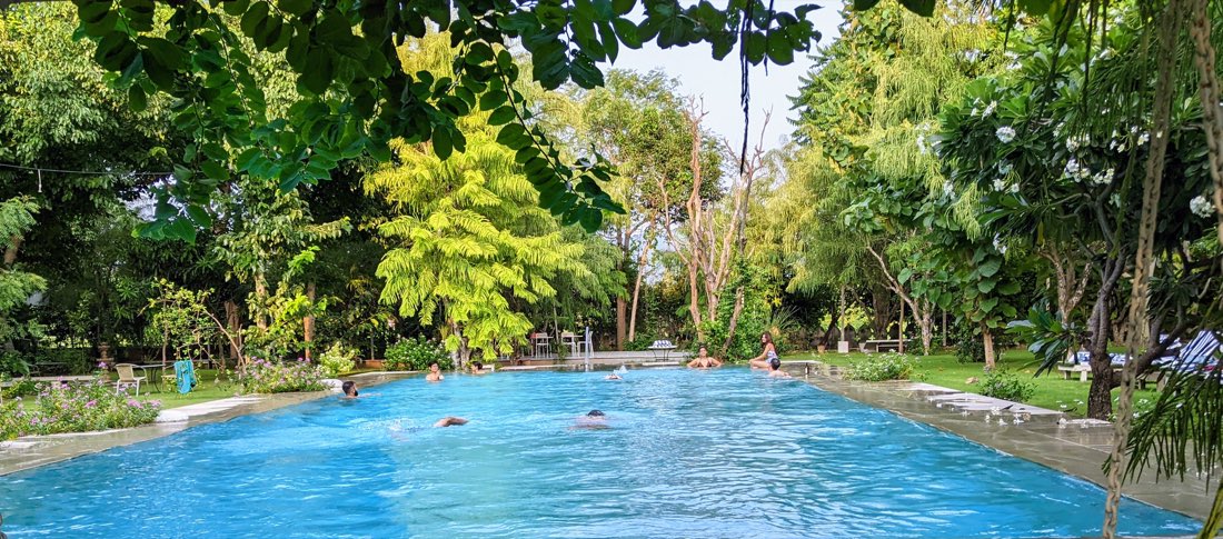 Swimmers through tree canopy
