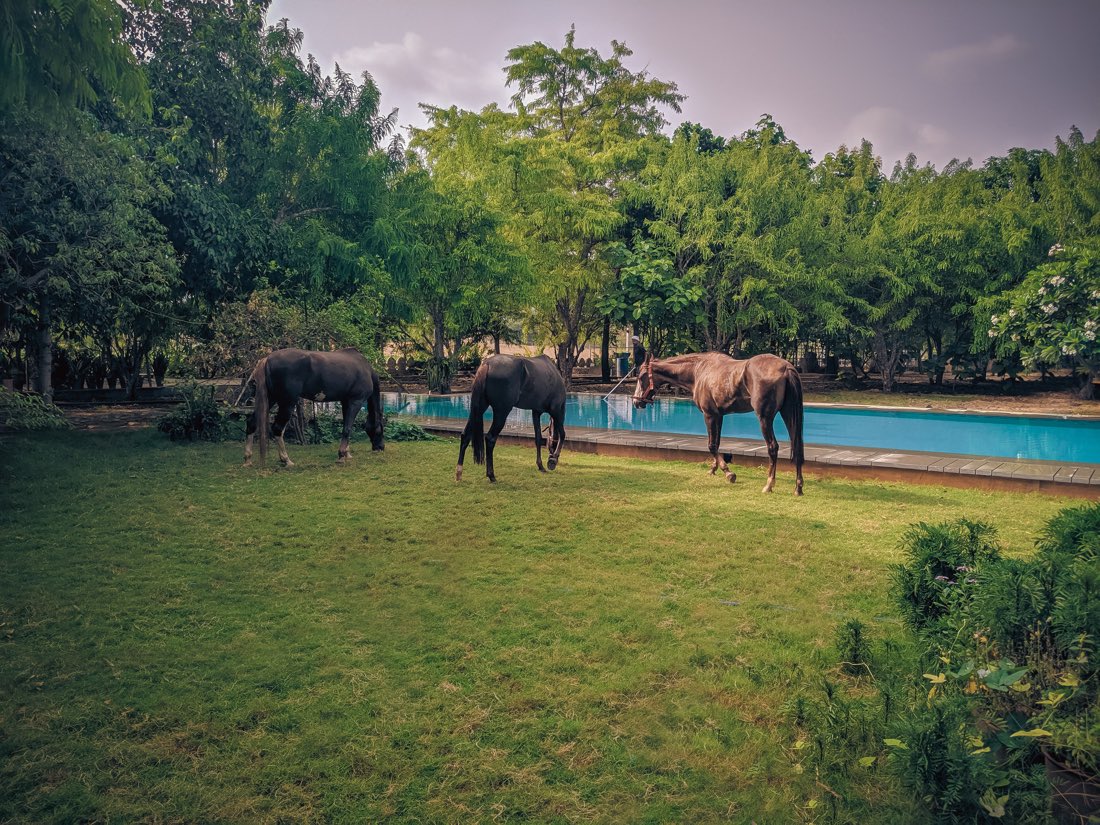 Three horses by the pool