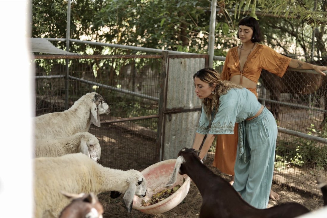 Guests feeding the goats on the farm — PushkarOrganic